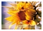 Preview: Allgäuer Blütenessenz - Sonnenblume