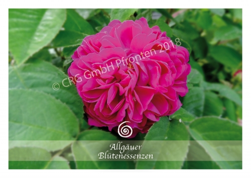 Allgäuer Blütenessenz - Rose